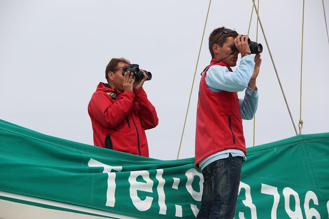 Dolphin and Whale Watching Catamaran Cruise from Funchal - The wildlife search: exciting, but not always long