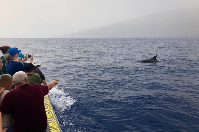 Dolphin and Whale Watching in La Restinga - Setting Out From La Restinga at 2 p.m.