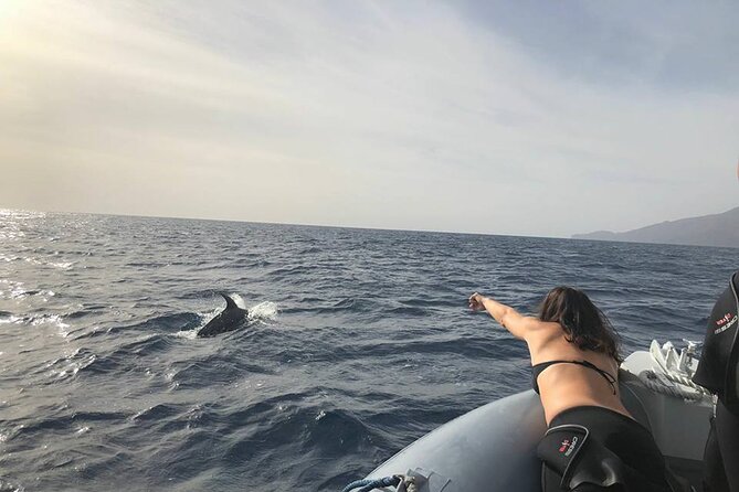 Dolphin and Whale Watching in La Restinga - Searching for Dolphins, Pilot Whales, and Beaked Whales