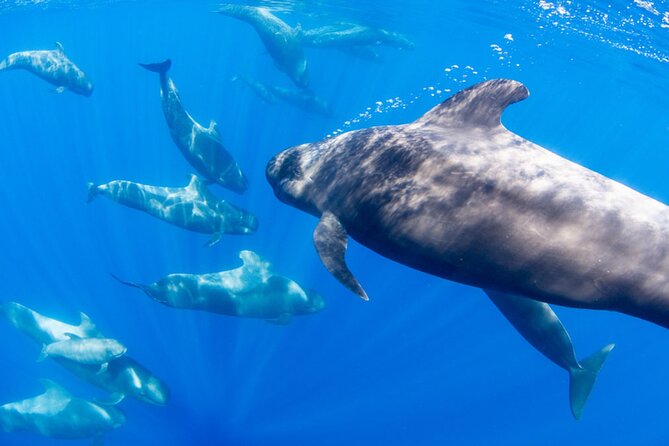 Dolphin and Whale Watching in La Restinga - Who Will Enjoy This Trip Most