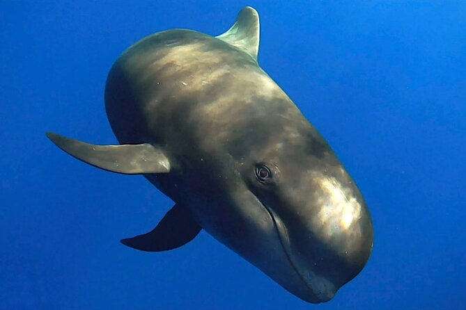 Dolphin and Whale Watching in La Restinga - Listening Below the Surface With a Hydrophone