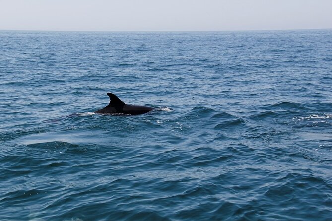 Dolphin and Whale Watching in Lagos - Key points at a glance