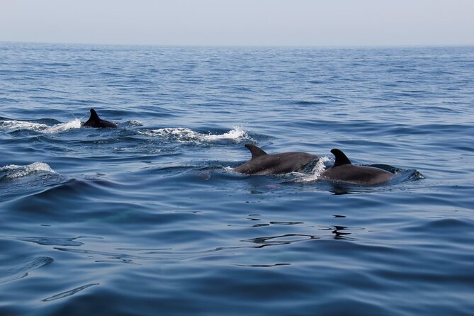 Dolphin and Whale Watching in Lagos - Riding the RIB Aftermath into the Atlantic