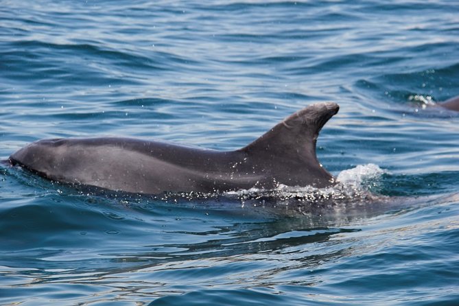 Dolphin and Whale Watching in Lagos - When the sea is quiet