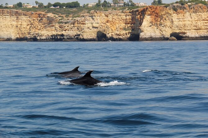 Dolphin and Whale Watching in Lagos - The value of a 90-minute wildlife trip