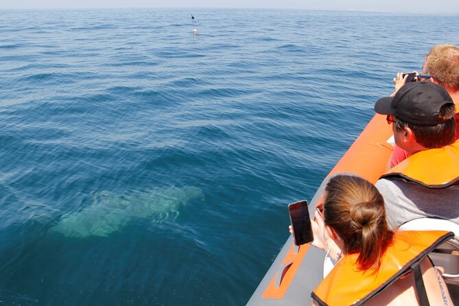Dolphin and Whale Watching in Lagos - Searching for dolphins in their natural habitat