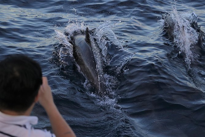 Dolphin and Whale Watching Sunset Cruise - Key points to know before boarding