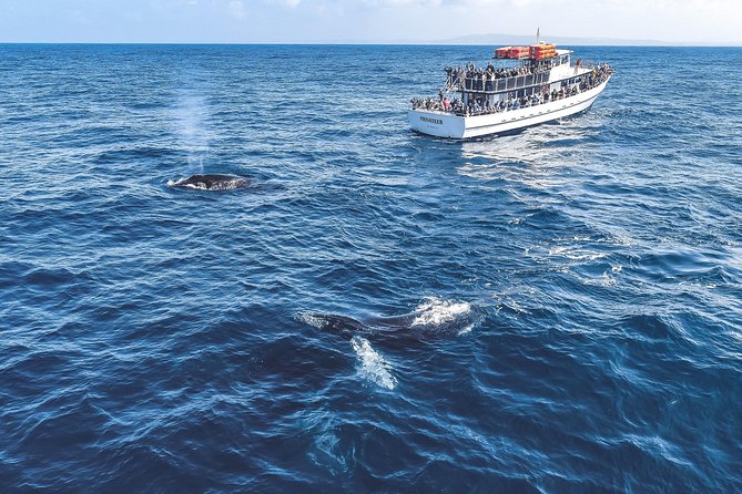 Dolphin and Whale Watching Sunset Cruise - The sunset finish along San Diego’s shore