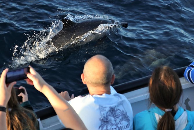Dolphin and Whale Watching Sunset Cruise - Who will enjoy this San Diego cruise most?