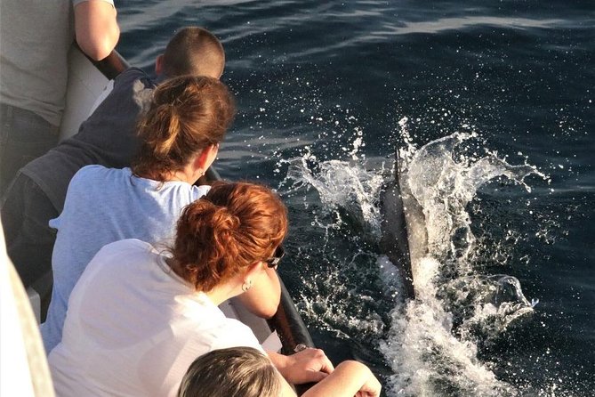 Dolphin and Whale Watching Sunset Cruise - Practical ways to make the evening better