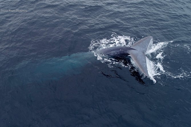 Dolphin and Whale Watching Sunset Cruise - The first hour: scanning for fins and blows