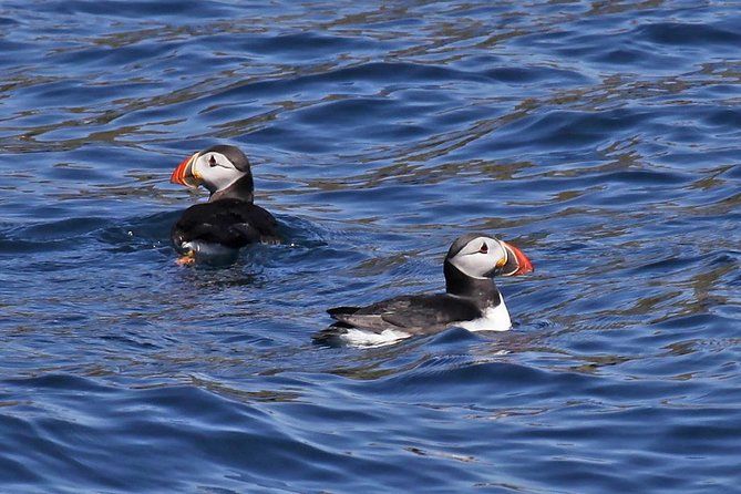 Dolphin and Whale Watching Tour from Dingle - Five things to know before boarding