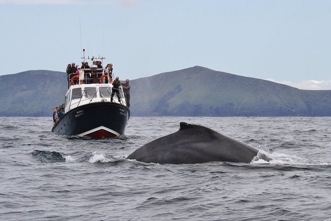 Dolphin and Whale Watching Tour from Dingle - Great Blasket Island and the Blasket Islands