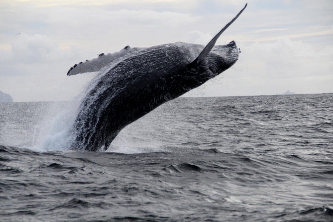 Dolphin and Whale Watching Tour from Dingle - Weather, seasickness, and what to wear