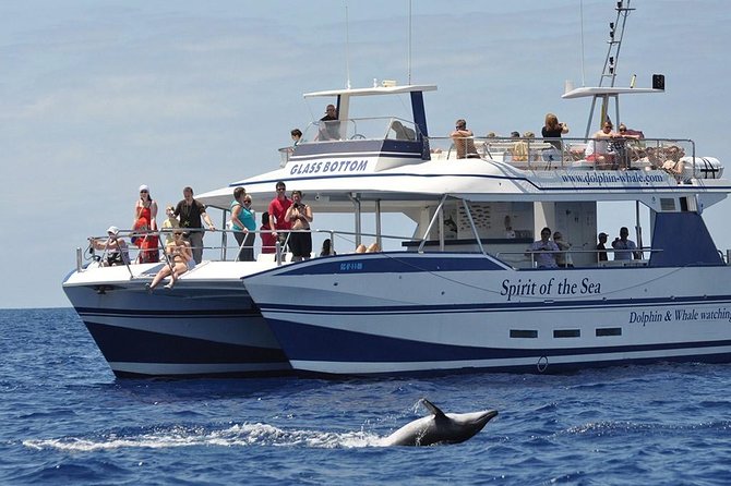 Dolphin and Whales watching cruise from Puerto Rico de Gran Canaria - Key points to know before booking