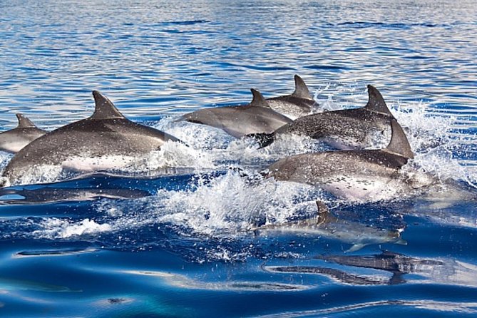 Dolphin and Whales watching cruise from Puerto Rico de Gran Canaria - Why Gran Canaria is a strong place for cetacean watching