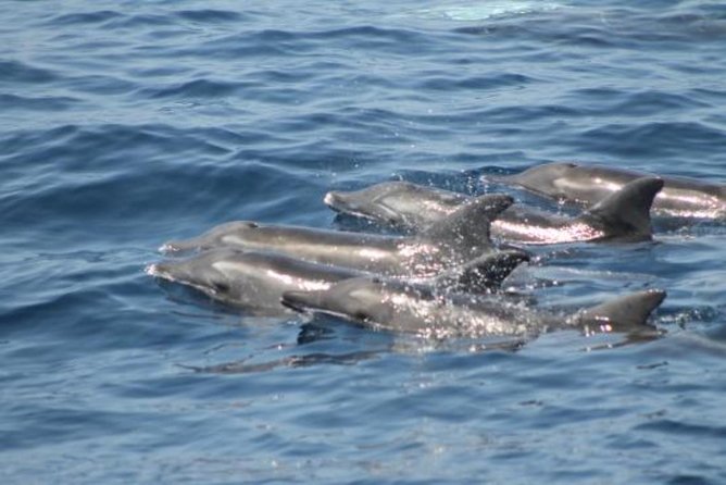 Dolphin and Whales watching cruise from Puerto Rico de Gran Canaria - The glass-bottom viewing area