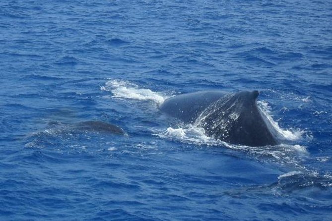 Dolphin and Whales watching cruise from Puerto Rico de Gran Canaria - Seasickness is the main practical concern
