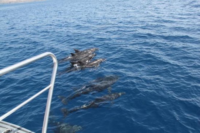 Dolphin and Whales watching cruise from Puerto Rico de Gran Canaria - Optional swimming and what is included
