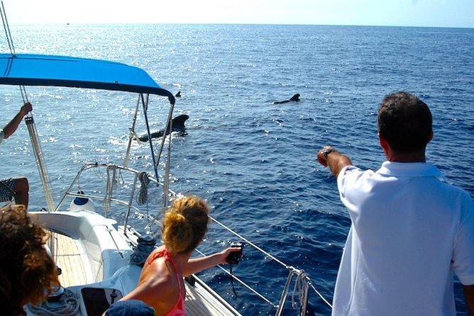 Dolphin and Whales watching cruise from Puerto Rico de Gran Canaria - Is $50.46 good value?