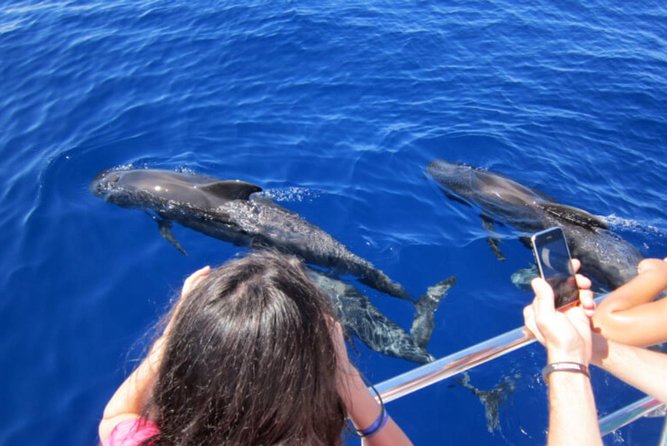 Dolphin and Whales watching cruise from Puerto Rico de Gran Canaria - The 10:30 am and 1:30 pm sailings