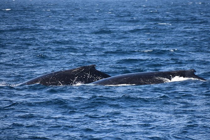 Dolphin & Whale Cruise - What rough water means for your afternoon