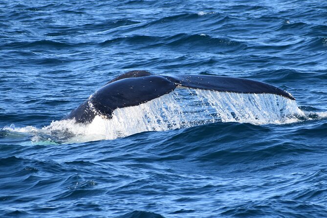 Dolphin & Whale Cruise - A comfortable catamaran, with simple refreshments