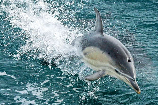 Dolphin & Whale Cruise - Cape Woolamai’s quarry adds a local story