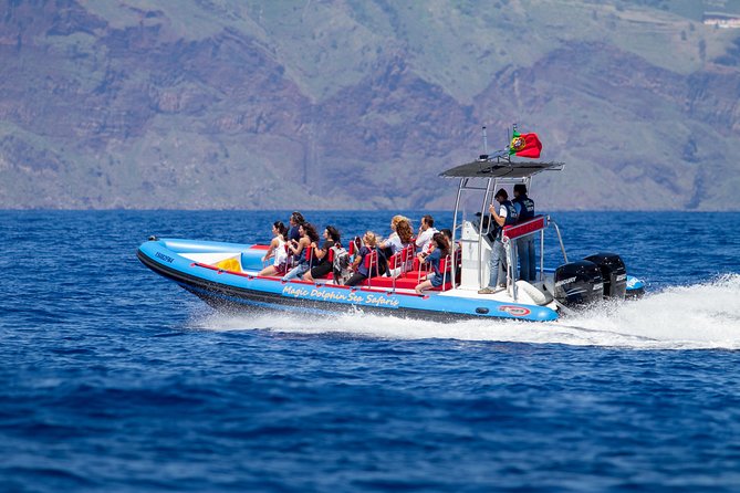 Dolphin - Whale - Turtle - Bird Watching - What the two-hour sea safari is really like