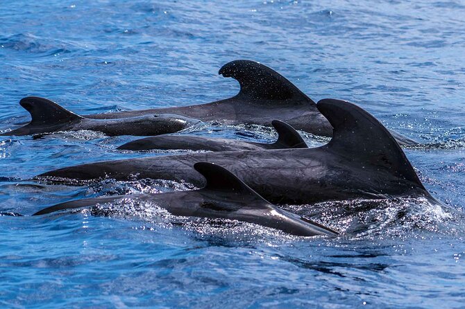 Dolphin - Whale - Turtle - Bird Watching - Câmara de Lobos and the return along Funchal Bay