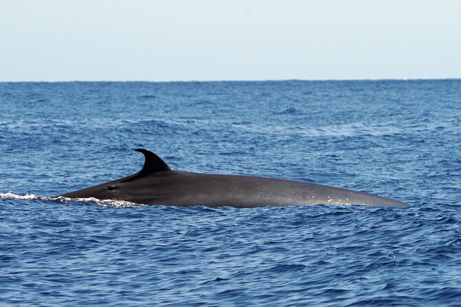 Dolphin - Whale - Turtle - Bird Watching - Is the RIB better than a catamaran?