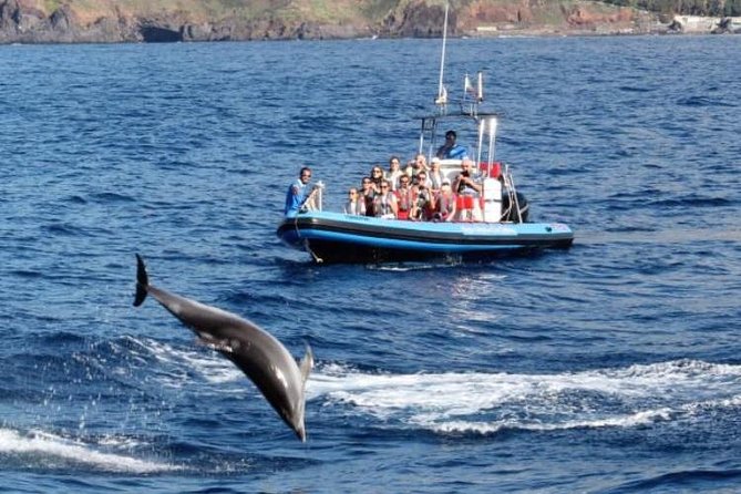 Dolphin - Whale - Turtle - Bird Watching - What you might see besides whales and dolphins