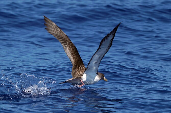 Dolphin - Whale - Turtle - Bird Watching - Price, timing, and practical value