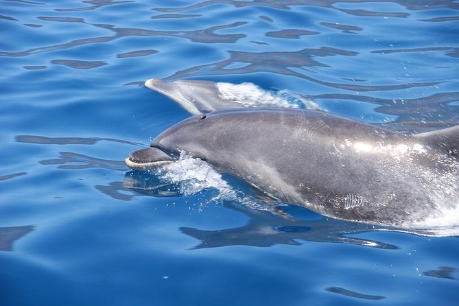 Dolphin - Whale - Turtle - Bird Watching - Who should book this Funchal boat trip?