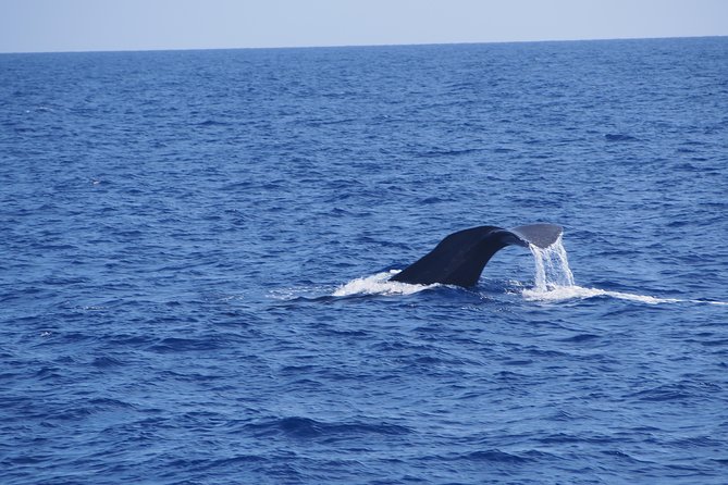 Dolphin - Whale - Turtle - Bird Watching - Finding dolphins and whales off Madeira