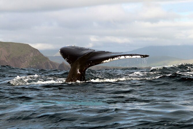 Dolphin & Whale Watching (4hrs) + Blasket Island Landing (3hrs) - Why This Seven-Hour Outing Is Worth Your Day