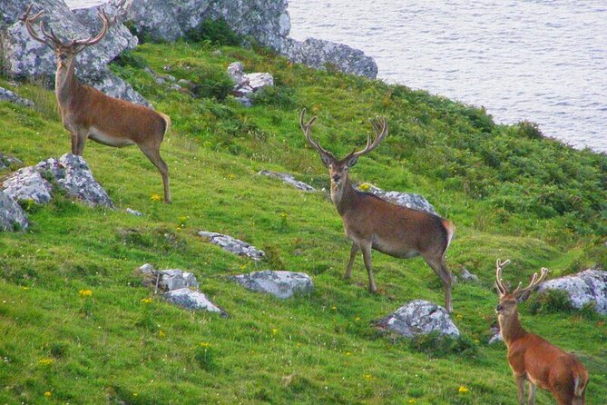 Dolphin & Whale Watching (4hrs) + Blasket Island Landing (3hrs) - Inish na Bró and Its Cathedral Rocks