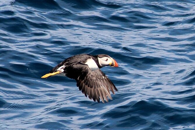 Dolphin & Whale Watching (4hrs) + Blasket Island Landing (3hrs) - Puffins and Red Deer at Inishvickillane