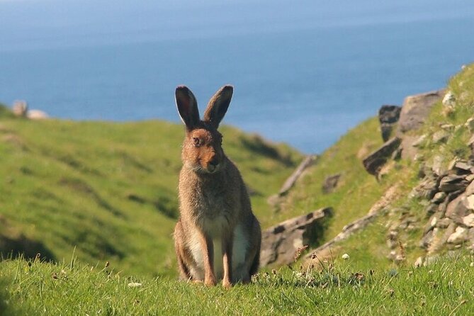 Dolphin & Whale Watching (4hrs) + Blasket Island Landing (3hrs) - The Deserted Village and Great Blasket’s Story