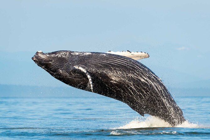 Dolphin & Whale Watching with Marine Biologists - Key points at a glance