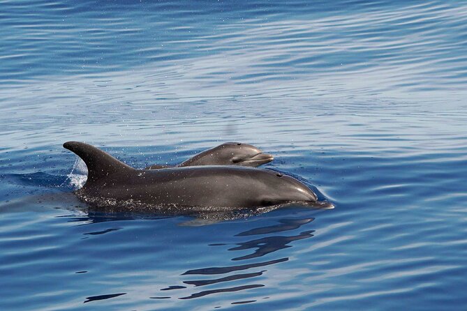 Dolphin & Whale Watching with Marine Biologists - Leaving Chahué Marina at 8:00 am