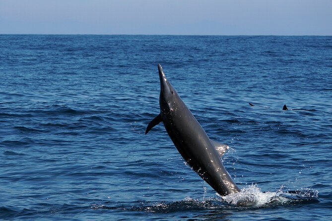 Dolphin & Whale Watching with Marine Biologists - Sea turtles, rays, and the bonus wildlife