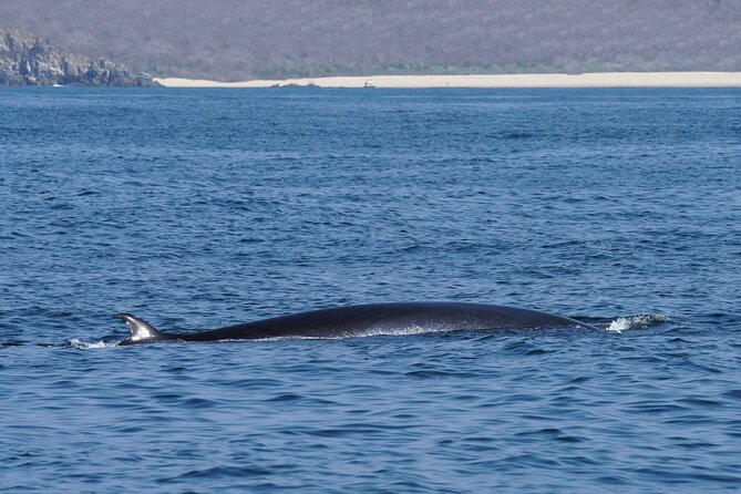 Dolphin & Whale Watching with Marine Biologists - What the small boat feels like on the water