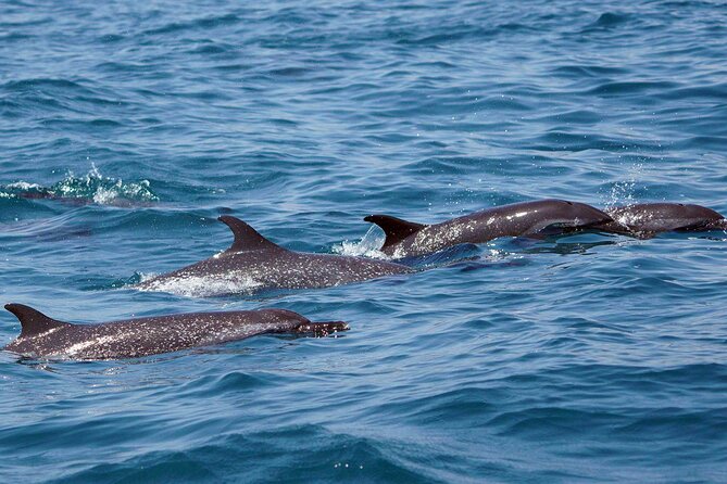 Dolphin & Whale Watching with Marine Biologists - The crew and the learning value