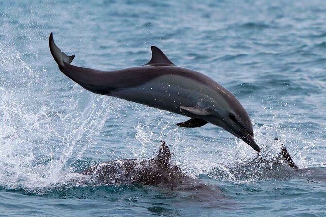 Dolphin & Whale Watching with Marine Biologists - Returning to the marina after about two and a half hours