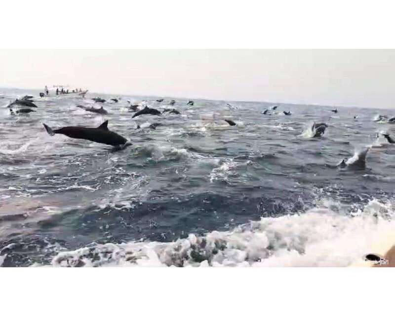Dolphins and whales watching in Puerto Escondido. - Key points to know before booking