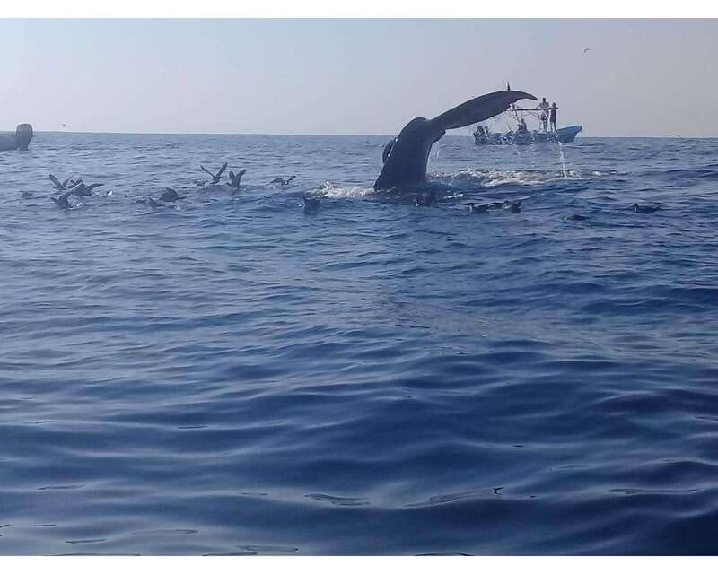 Dolphins and whales watching in Puerto Escondido. - Searching for dolphins, whales, and sea turtles
