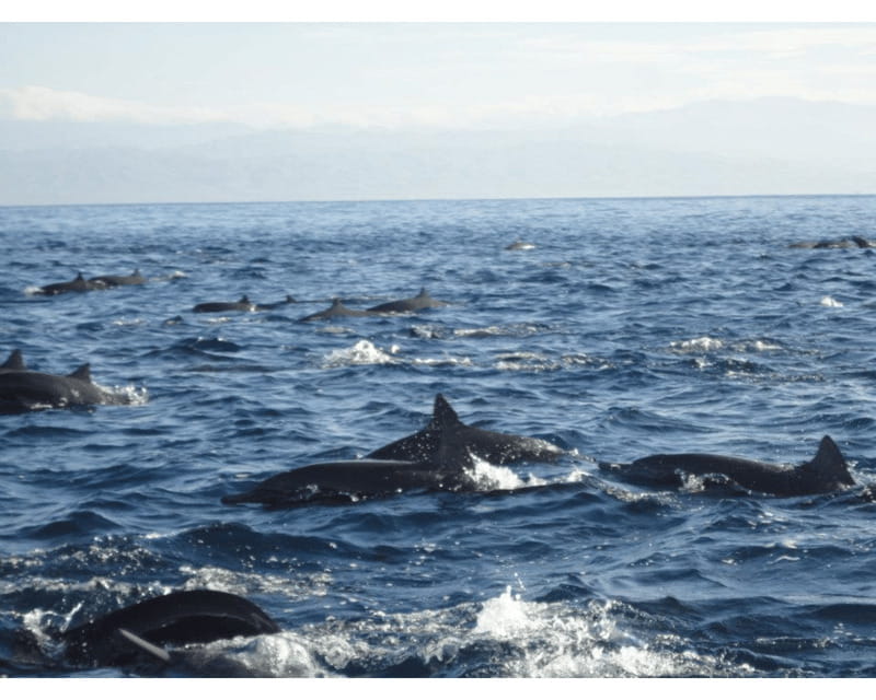 Dolphins and whales watching in Puerto Escondido. - How this compares with planning a boat trip yourself