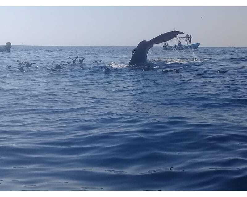 Dolphins and whales watching in Puerto Escondido. - Who should book this Puerto Escondido outing?