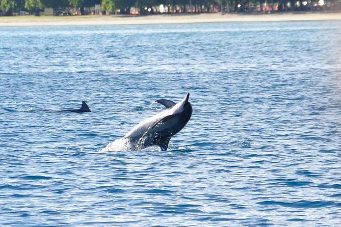 Dolphins Encounter and Whale Watching - At a glance